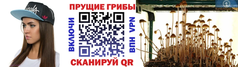 Галлюциногенные грибы ЛСД  Купить где  Новошахтинск 
